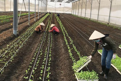 Sản xuất nông nghiệp hữu cơ: Thiếu và yếu