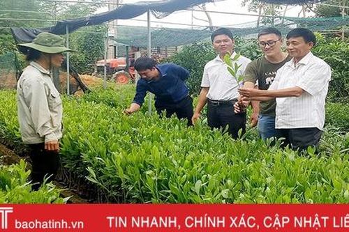 Dự án 'Thêm cây' giúp nông dân miền núi Hà Tĩnh phát triển kinh tế rừng, cải thiện sinh kế