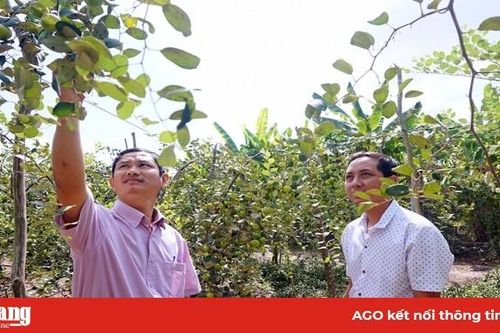 Phú Tân phấn đấu hoàn thành mục tiêu 'Năm nông nghiệp'