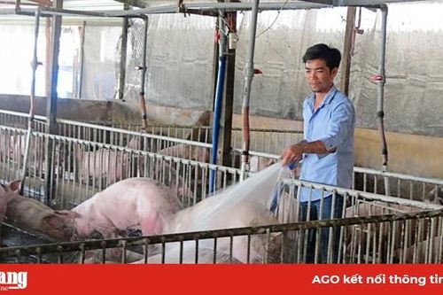 Tăng cường phòng, chống bệnh dịch tả heo Châu Phi
