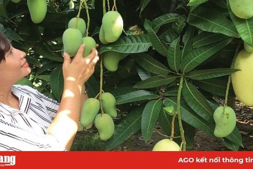 Trái xoài ở Chợ Mới nhận giấy chứng nhận tiêu chuẩn VietGAP - triển vọng xuất khẩu