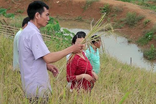 Ðiện Biên Ðông trước nguy cơ mất mùa