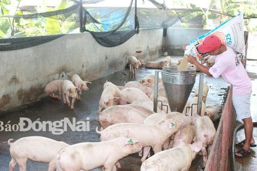 Đồng Nai cạn nguồn heo ra Bắc