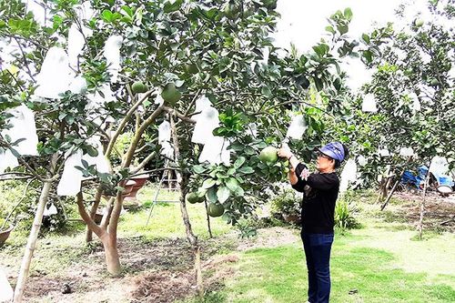 Liên kết sản xuất trái cây sạch
