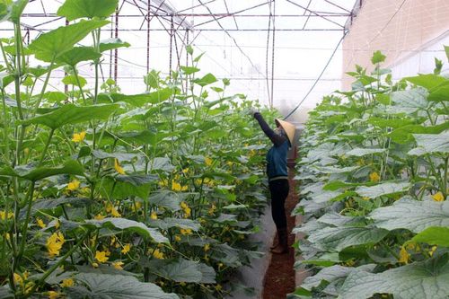 Hợp tác xã của những cựu chiến binh