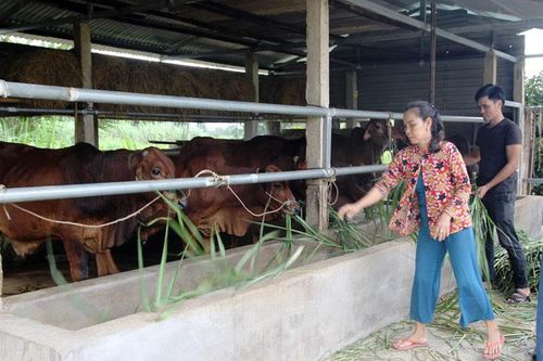 Cát Tiên: Đẩy mạnh phong trào trồng cỏ nuôi bò vỗ béo