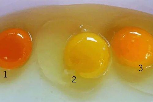 Tại sao cùng là lòng đỏ trứng gà mà quả màu đỏ cam, quả màu vàng nhạt?