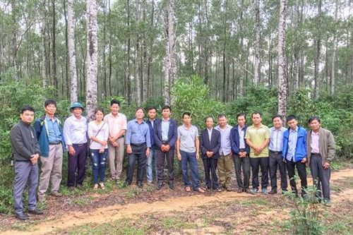 Tập huấn kĩ thuật trồng rừng thâm canh gỗ lớn