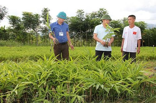 Tạo sinh kế từ trồng cây dược liệu Kỳ I: Từ chủ trương đúng