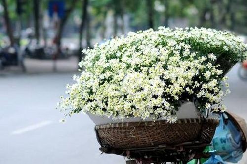Cúc họa mi