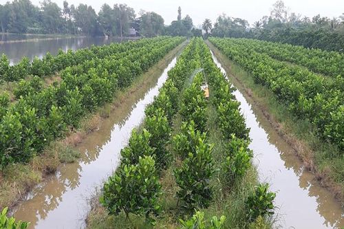 Chuyển đổi 12.593ha trồng cây ăn trái giá trị cao