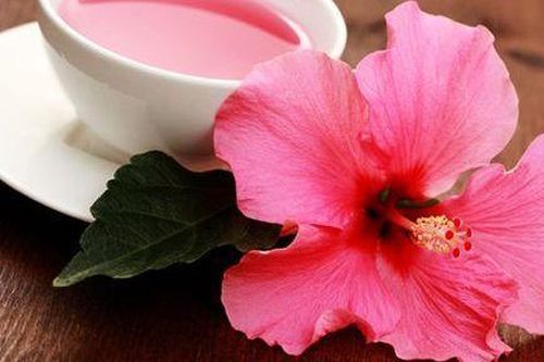 Phát hiện mới về khả năng chữa ung thư vú của hoa dâm bụt