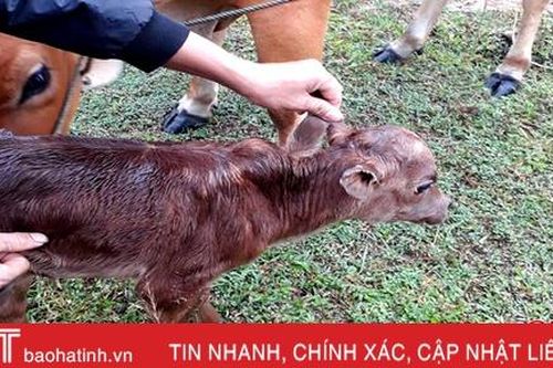 Lạ kỳ bê con có 3 tai ở Kỳ Anh