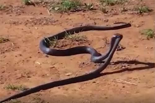 CLIP: Rắn hổ đen mang giết chết và nuốt chửng đồng loại