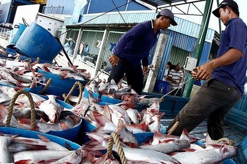 Cá tra Việt Nam: Rộng đường vào thị trường Hoa Kỳ