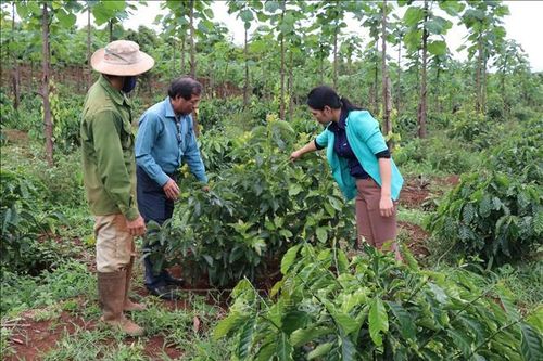 Nông nghiệp Tây Nguyên thích ứng với biến đổi khí hậu-Bài 2: Phát triển kinh tế nông lâm kết hợp