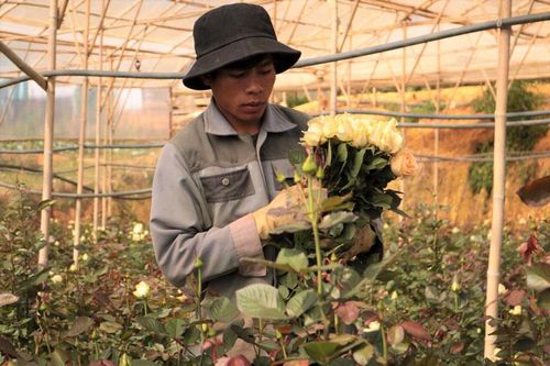 Khởi nghiệp từ những cây hoa hồng