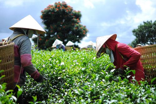 Đồng hành cùng doanh nghiệp chế biến nông sản