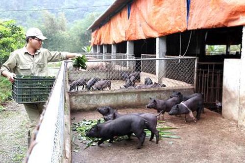 Đảm bảo nguồn cung thịt lợn trong dịp Tết Nguyên đán Canh Tý