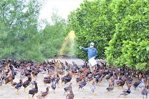 Bây giờ 'chân biển, chân đồng'. Bài 1: Bắt cát trắng 'đẻ vàng'