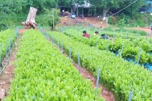 Nhiều cách làm hay đưa người chấp hành xong án phạt tù hòa nhập cộng đồng