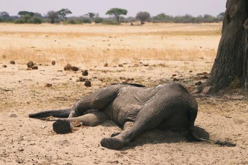 Số voi chết vì hạn hán ở Zimbabwe lên tới 200 con