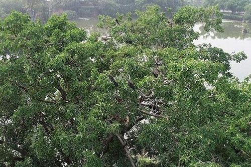 Phát hiện đàn chim cổ rắn quý hiếm ở Đồng Nai