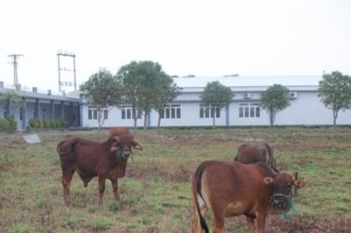 Hà Tĩnh kiên quyết thu hồi các dự án chậm tiến độ kéo dài