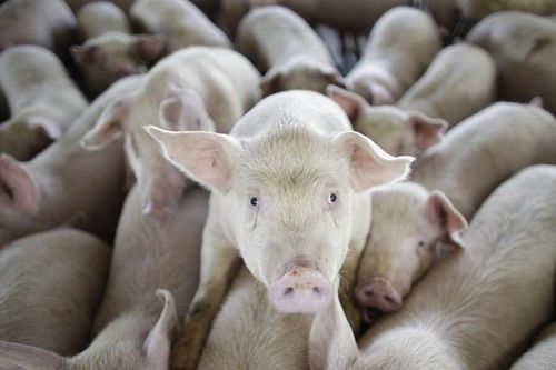 Dân TQ 'đói' thịt lợn, thế giới rung lắc dữ dội