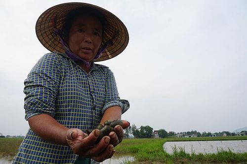 Con vật gây khiếp sợ 1 thời, nay bị săn lùng bán kiếm tiền triệu