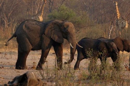Zimbabwe di chuyển số lượng động vật hoang dã lớn nhất lịch sử
