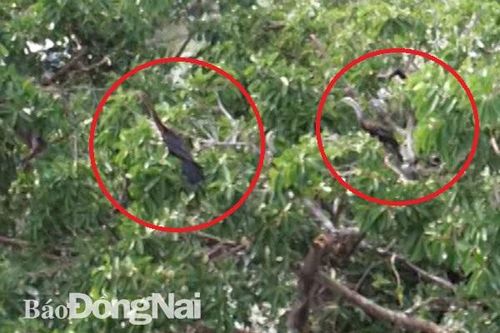 Bất ngờ đàn chim cổ rắn quý hiếm bay về Đồng Nai
