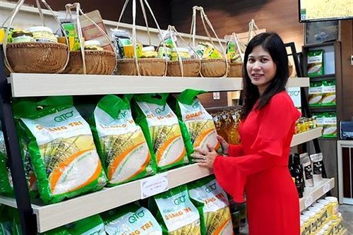 Gạo hữu cơ Quảng Trị được canh tác bằng giống lúa tạo ra hạt gạo ngon nhất thế giới