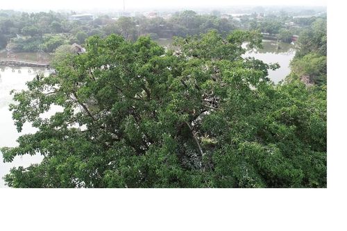 Đàn chim cổ rắn quý hiếm bất ngờ bay về trú ngụ tại Đồng Nai
