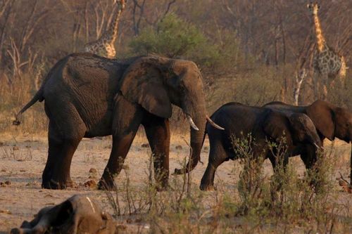 Hơn 200 con voi ở Zimbabwe bị chết vì hạn hán