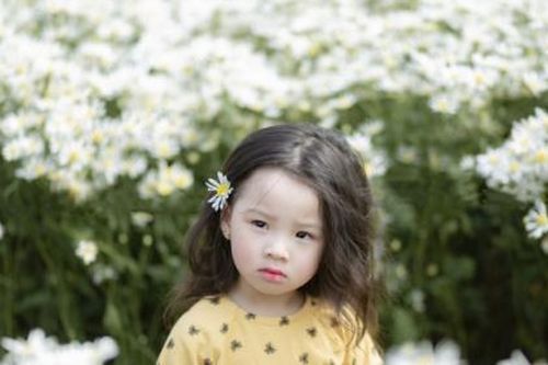 Trong trẻo mùa cúc họa mi