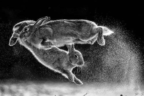 'Bước nhảy' - Quán quân cuộc thi Nature Photographer of the Year