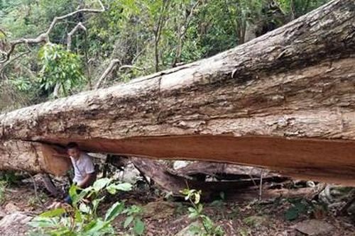 Khởi tố vụ án 2 cây hương 'cổ thụ' bị chết bất thường