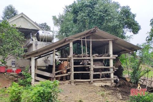 Dịch lở mồm long móng trên gia súc xuất hiện tại 7 huyện, thị xã tỉnh Hà Tĩnh