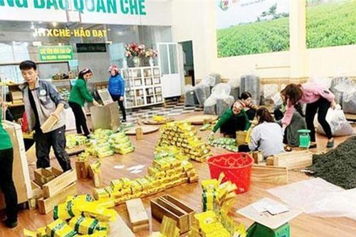 Thái Nguyên: 'Gặt' thành công từ chè VietGAP