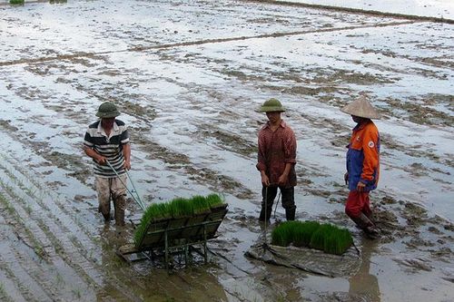 Người đưa máy cấy loại nhỏ vào đồng ruộng