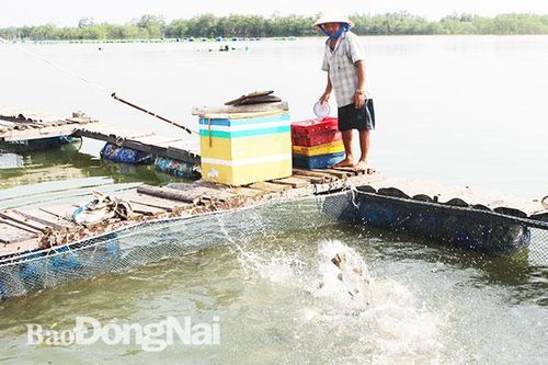Nuôi cá đặc sản vùng nước lợ