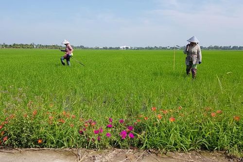Sản xuất lúa theo chuẩn SRP, hướng đi mới cho người nông dân