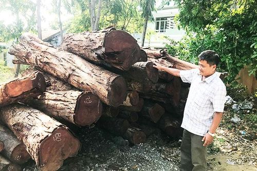 Bảo vệ rừng căm xe Ninh Tây