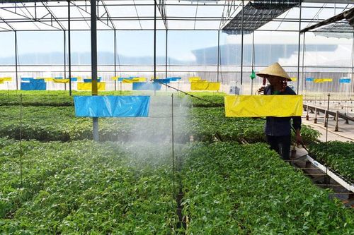 Một năm 'kéo giảm' dịch hại cây trồng