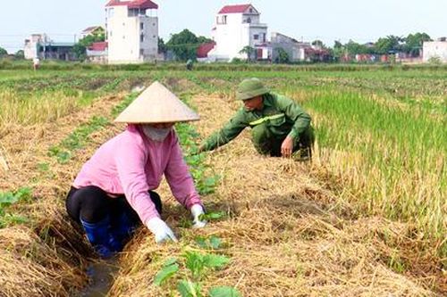 Yên Mô: Đẩy mạnh sản xuất vụ đông theo hướng nâng cao giá trị