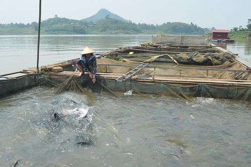 Phù Ninh phát triển thủy sản theo hướng an toàn