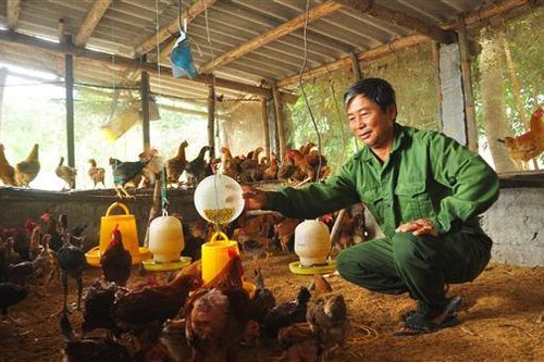Hải Lăng: Thành lập 13 nhóm hộ chăn nuôi gà sạch