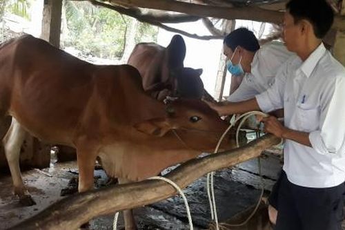 Kinh tế Nông nghiệp - Nông thôn Bảo vệ gia súc mùa mưa rét