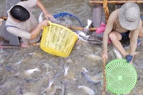 Cơ hội đẩy mạnh xuất khẩu cá tra vào Mỹ